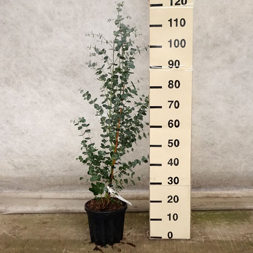 Example of Eucalyptus camphora subsp humeana Topf mit 4L/5L as you get in automne