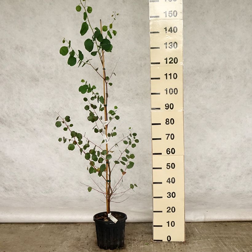 Exemplar von Eucalyptus camphora subsp humeana Topf mit 4L/5L wie im Frühjahr geliefert