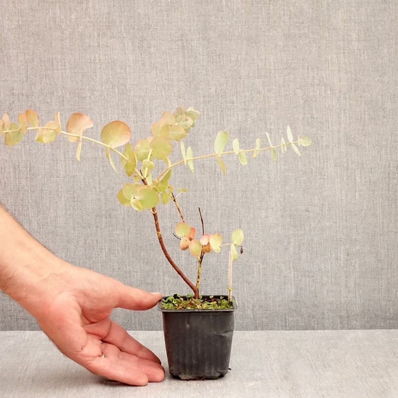 Exemplar von Eucalyptus cinerea Silver Dollar Kleine Töpfe von 8/9 cm wie im Herbst geliefert