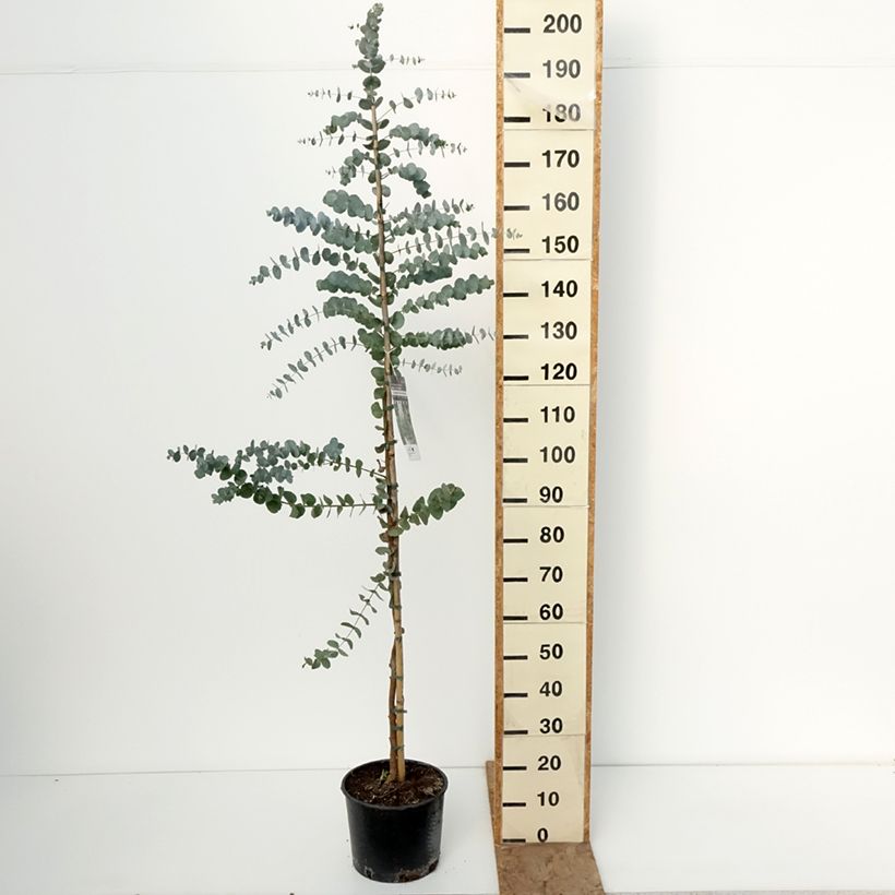 Exemplar von Eucalyptus cinerea Silver Dollar Topf mit 7,5L/10L wie im Winter geliefert