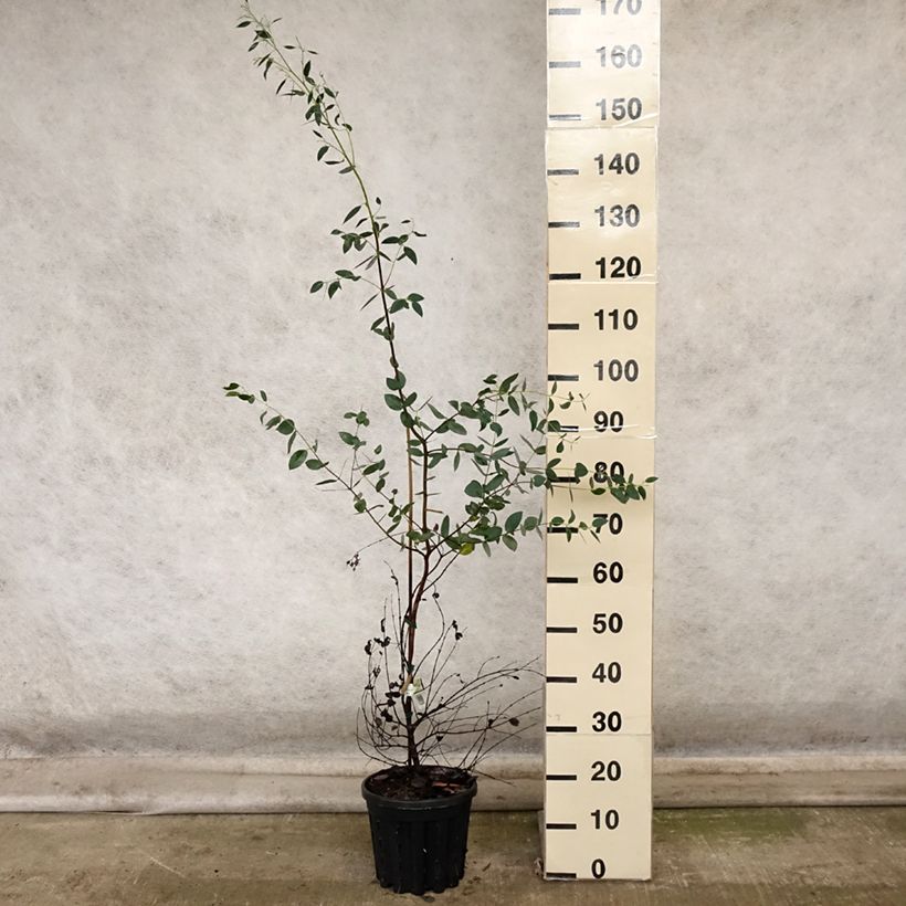 Example of Eucalyptus coccifera Mt Field Topf mit 4L/5L as you get in automne