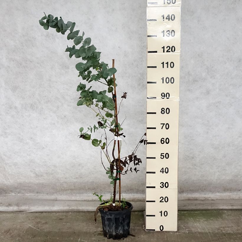Example of Eucalyptus cordata subsp quadrangulosa Topf mit 4L/5L as you get in automne