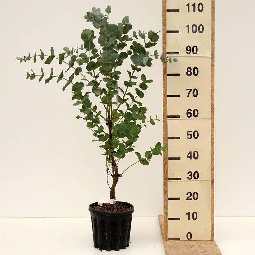 Exemplar von Eucalyptus cordata subsp quadrangulosa Topf mit 4L/5L wie im Frühjahr geliefert