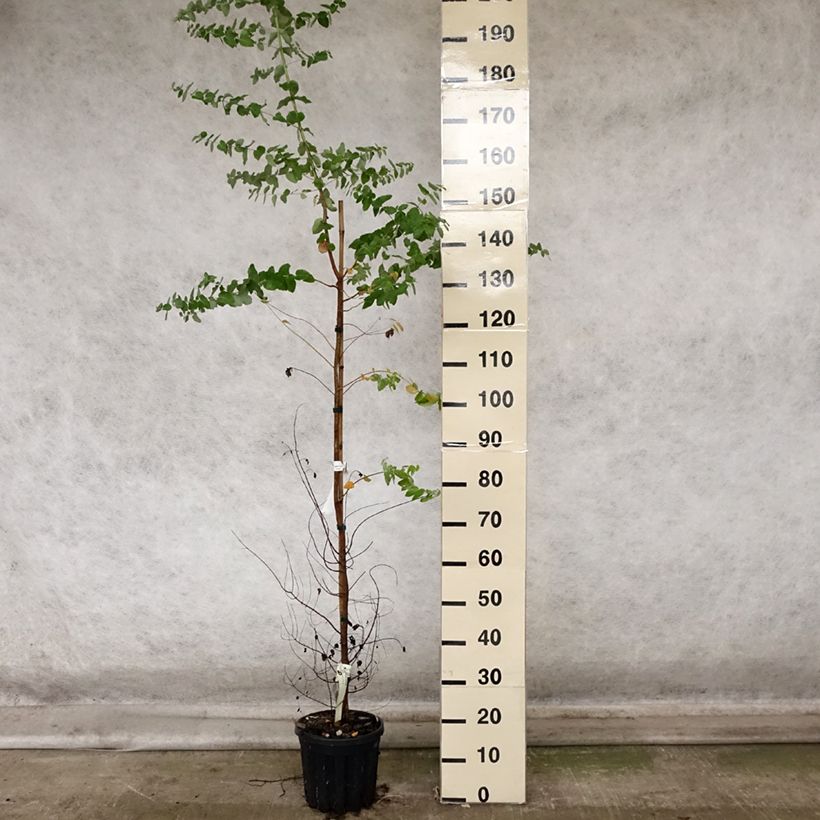Example of Eucalyptus crenulata Topf mit 4L/5L as you get in automne