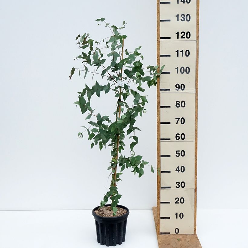 Exemplar von Eucalyptus dalrympleana - Breitblättriger Eukalyptus Topf mit 4L/5L wie im Herbst geliefert