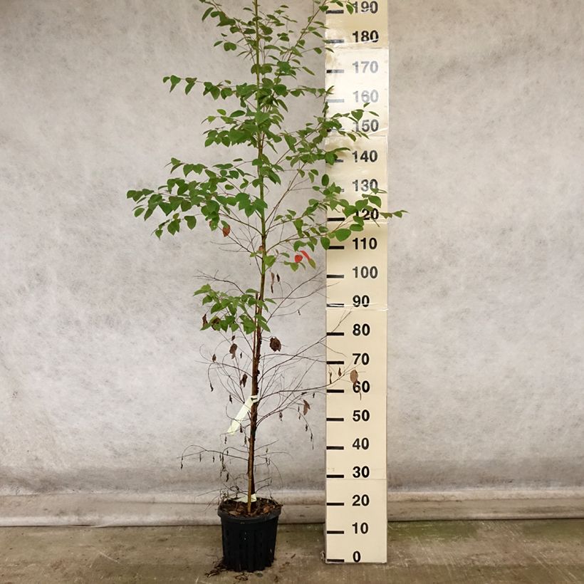 Example of Eucalyptus deanei Topf mit 4L/5L as you get in automne