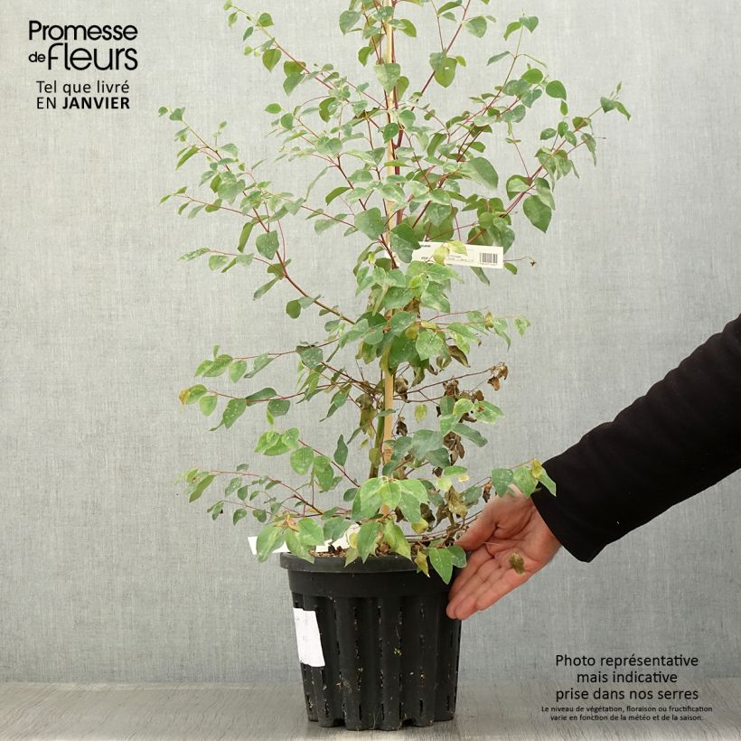Exemplar von Eucalyptus deanei Topf mit 4L/5L wie im Winter geliefert
