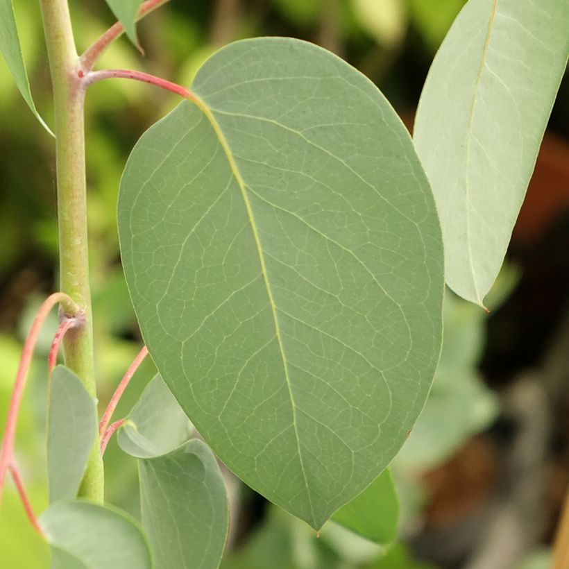 Eucalyptus delegatensis subsp. tasmaniensi (Foliage)