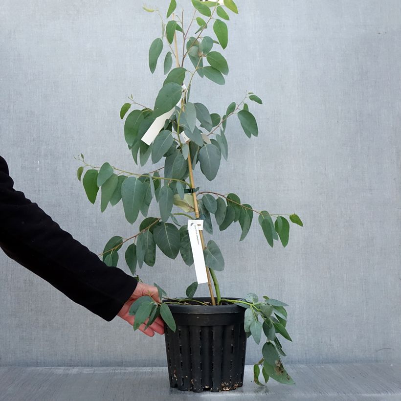 Example of Eucalyptus delegatensis subsp. tasmaniensi Topf mit 4L/5L as you get in automne