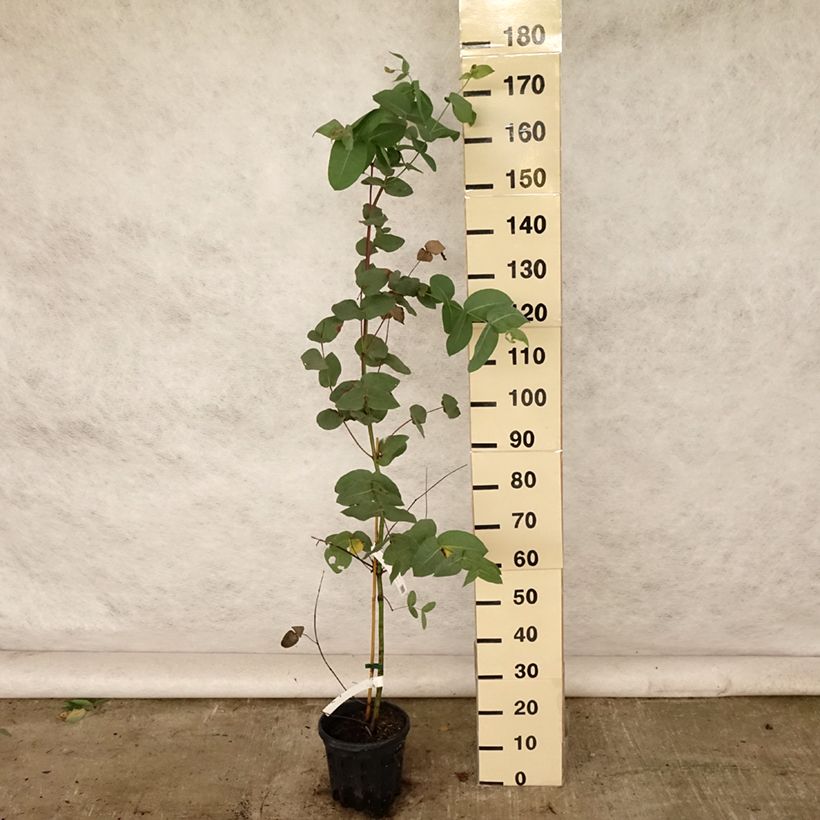 Example of Eucalyptus elliptica Topf mit 4L/5L as you get in ete