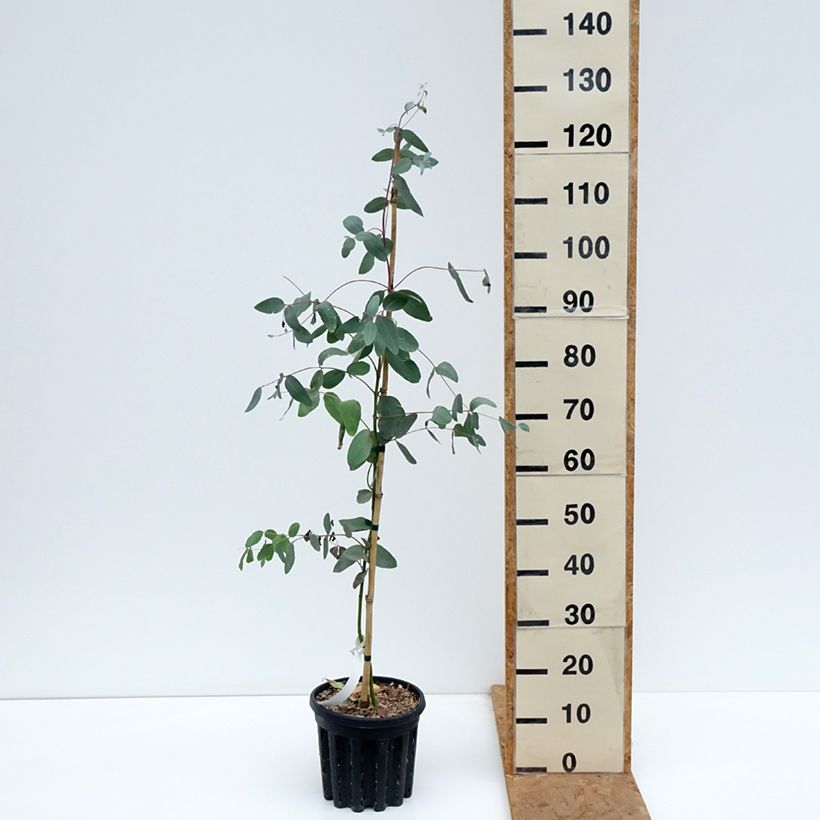 Exemplar von Eucalyptus elliptica Topf mit 4L/5L wie im Herbst geliefert
