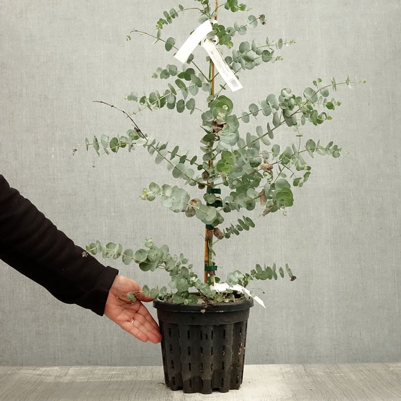 Example of Eucalyptus glaucescens Guthega Topf mit 4L/5L as you get in automne