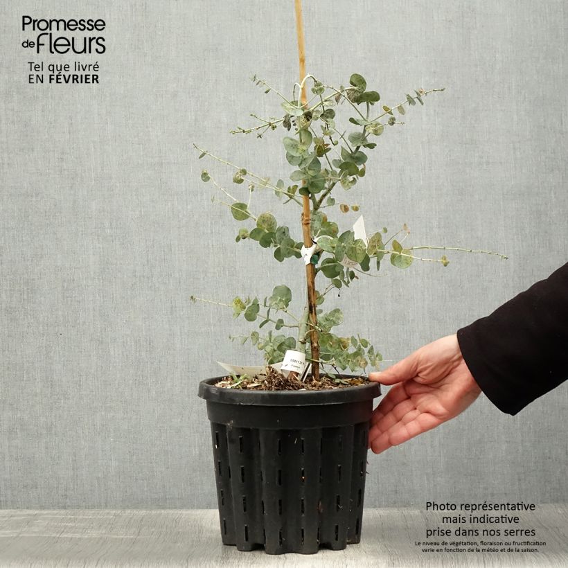 Exemplar von Eucalyptus glaucescens Guthega Topf mit 4L/5L wie im Winter geliefert