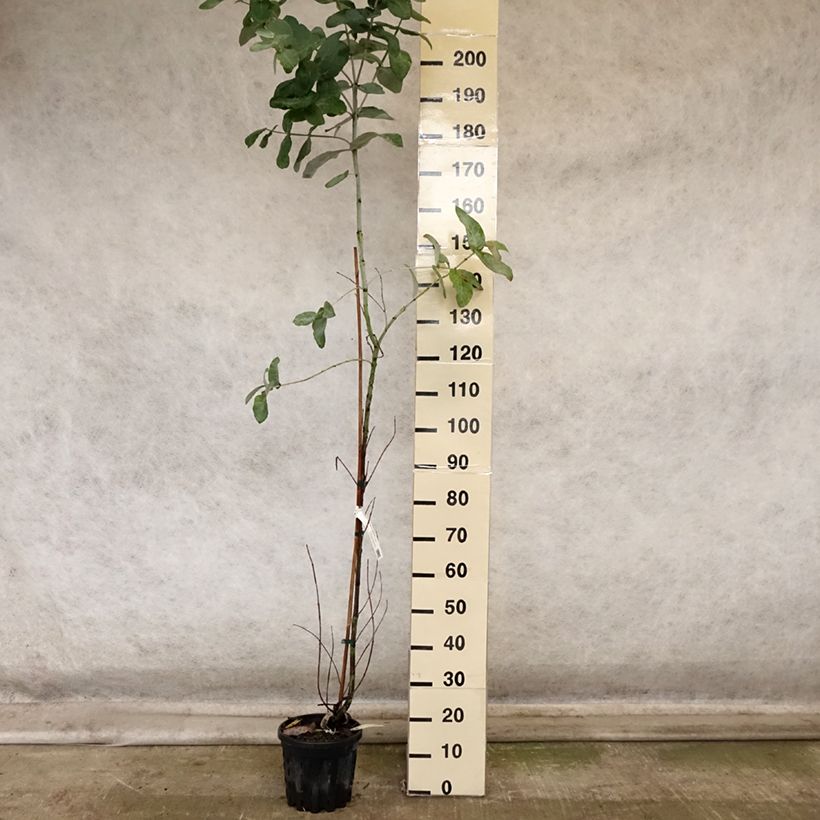 Example of Eucalyptus globulus subsp. bicostata Topf mit 4L/5L as you get in automne