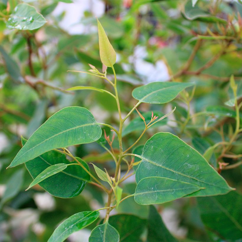 Eucalyptus (x) gomphocephala Kaduri-KKL - Eukalyptus (Foliage)