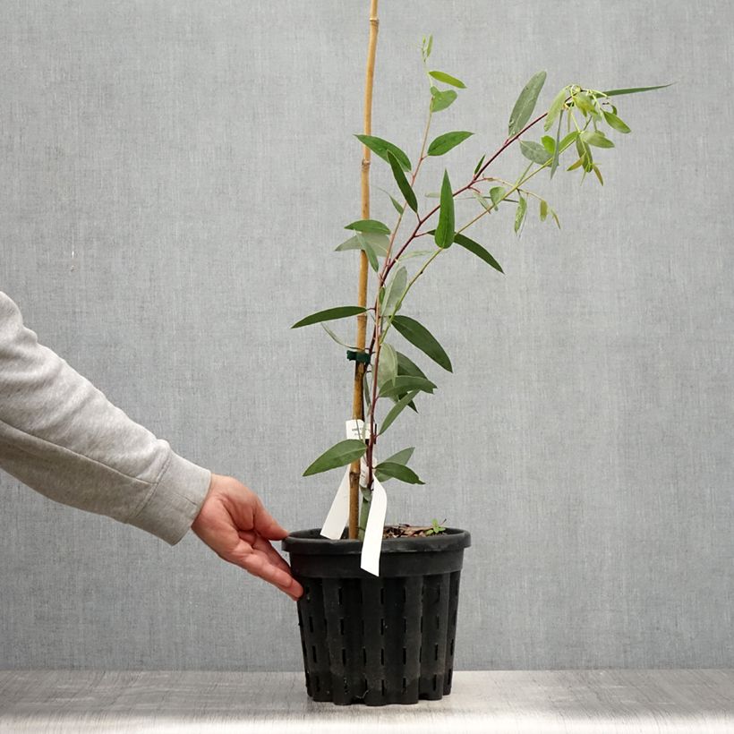 Example of Eucalyptus gregsoniana Topf mit 3L/4L as you get in ete