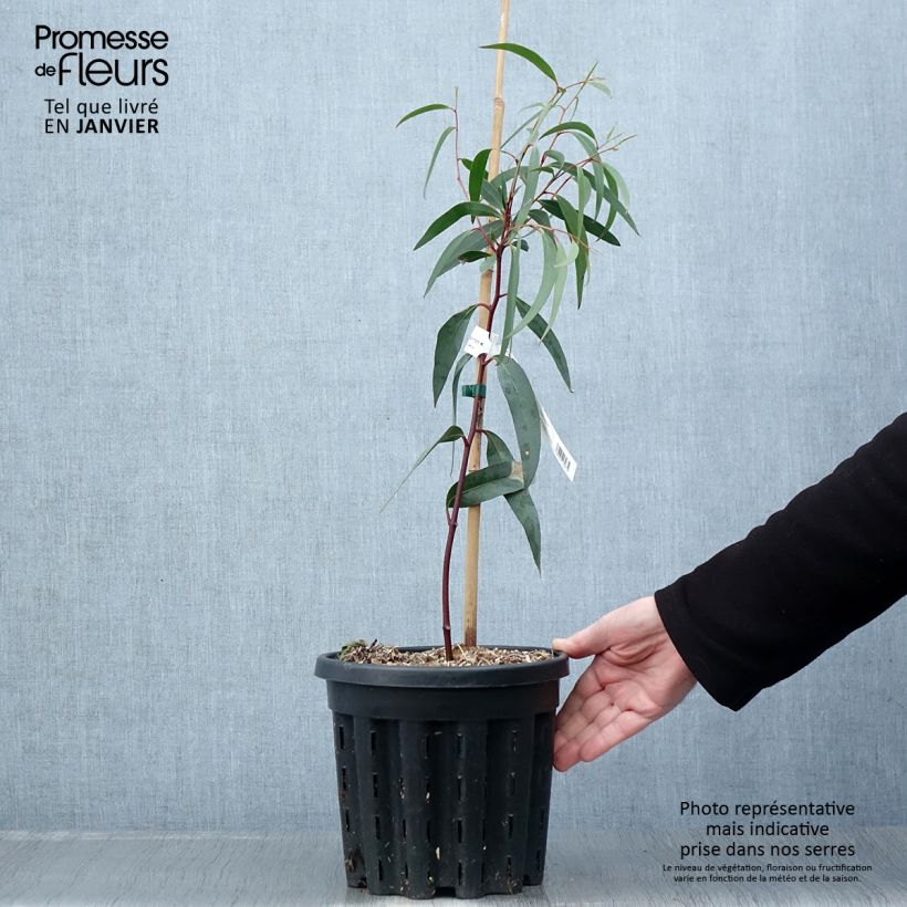 Exemplar von Eucalyptus gregsoniana Topf mit 3L/4L wie im Winter geliefert