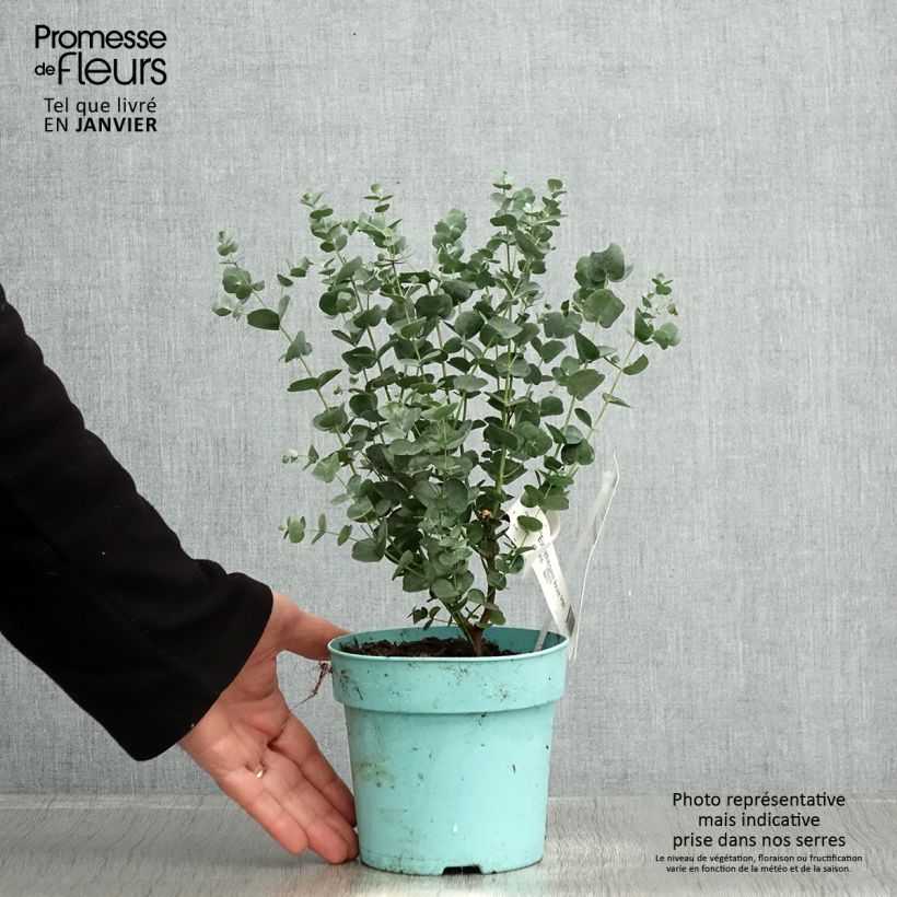 Example of Eucalyptus gunnii Azura Cagire - Mostgummi-Eukalyptus Topf mit 1,5L/2L as you get in hiver