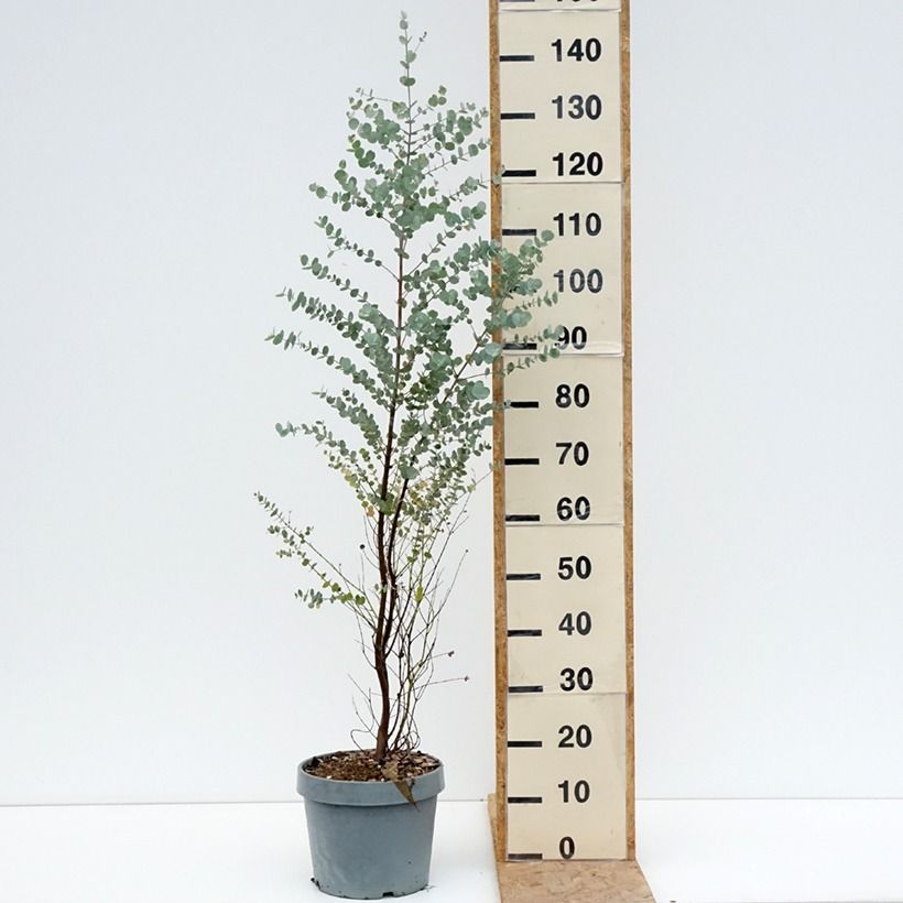 Exemplar von Eucalyptus gunnii Azura Cagire - Mostgummi-Eukalyptus Topf mit 6L/7L wie im Sommer geliefert