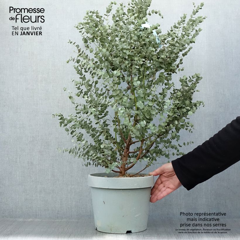 Example of Eucalyptus gunnii Azura Cagire - Mostgummi-Eukalyptus Topf mit 6L/7L as you get in hiver
