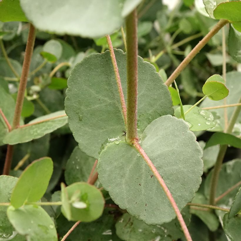 Eucalyptus gunnii Blaue Liebe - Mostgummi-Eukalyptus (Foliage)