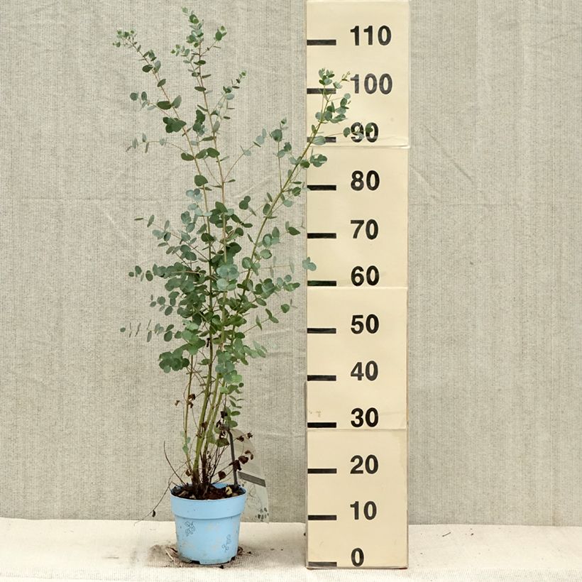 Example of Eucalyptus gunnii Blaue Liebe - Mostgummi-Eukalyptus Topf mit 2L/3L as you get in automne