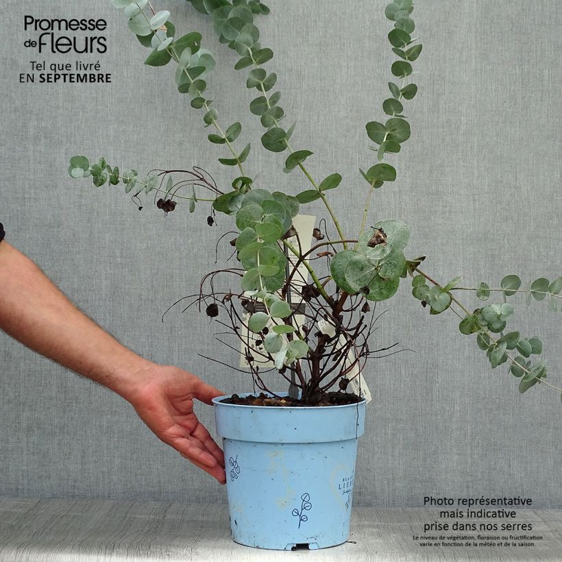 Example of Eucalyptus gunnii Blaue Liebe - Mostgummi-Eukalyptus Topf mit 6L/7L as you get in automne