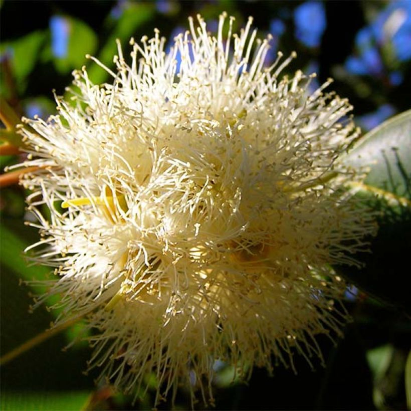 Eucalyptus gunnii France Bleu Rengun - Mostgummi-Eukalyptus (Flowering)
