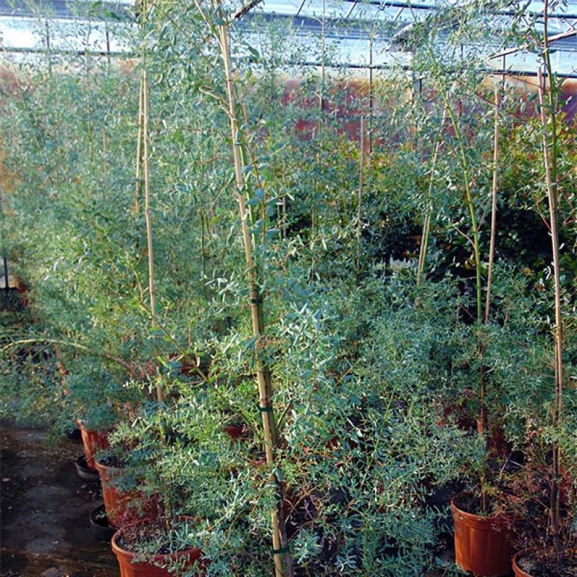 Eucalyptus gunnii France Bleu Rengun - Mostgummi-Eukalyptus (Plant habit)