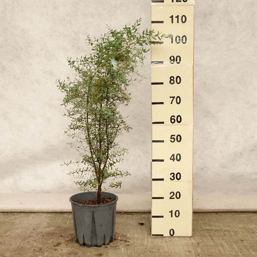 Example of Eucalyptus gunnii France Bleu Rengun - Mostgummi-Eukalyptus Topf mit 7,5L/10L as you get in ete