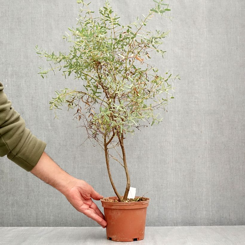 Exemplar von Eucalyptus gunnii France Bleu Rengun - Mostgummi-Eukalyptus Topf mit 1,5L/2L wie im Herbst geliefert