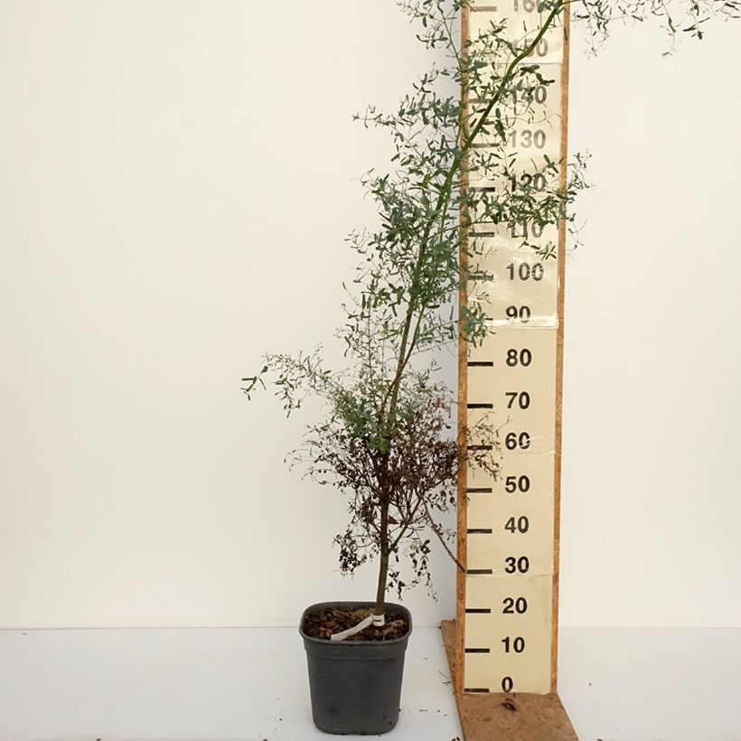 Exemplar von Eucalyptus gunnii France Bleu Rengun - Mostgummi-Eukalyptus Topf mit 7,5L/10L wie im Herbst geliefert
