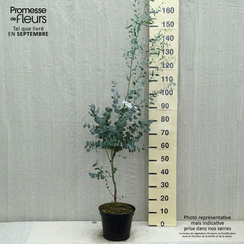 Example of Eucalyptus gunnii Silverana - Mostgummi-Eukalyptus Topf mit 4L/5L as you get in automne