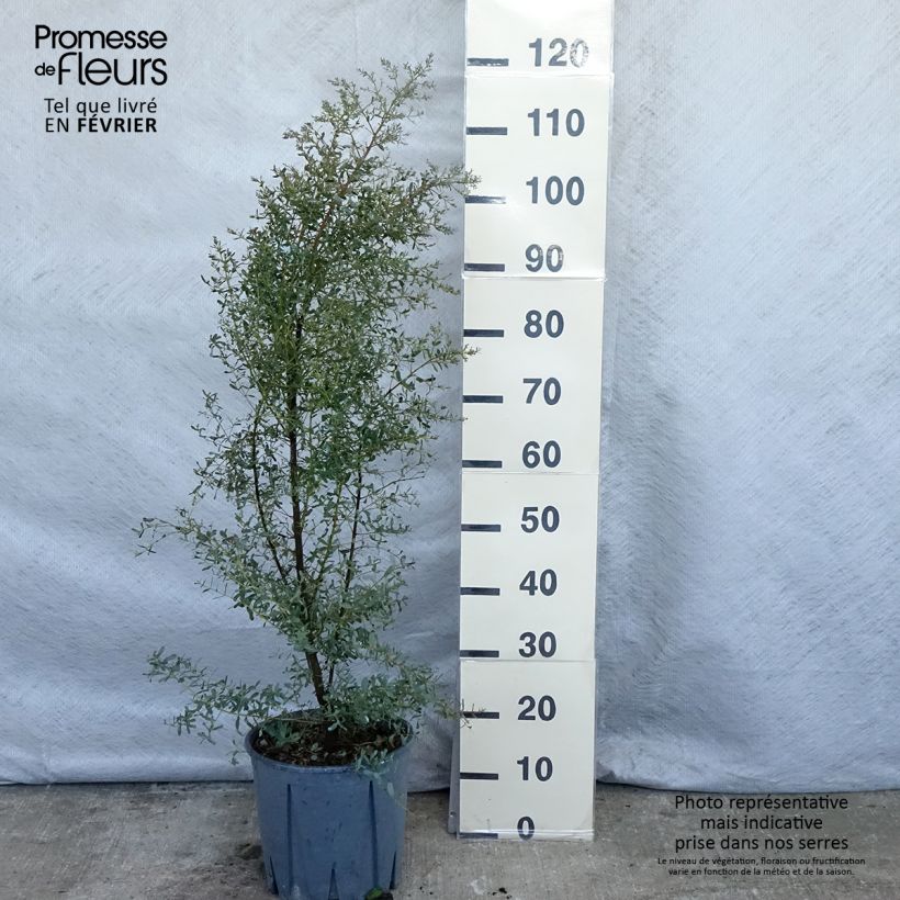 Exemplar von Eucalyptus gunnii Silverana - Mostgummi-Eukalyptus Topf mit 4L/5L wie im Winter geliefert