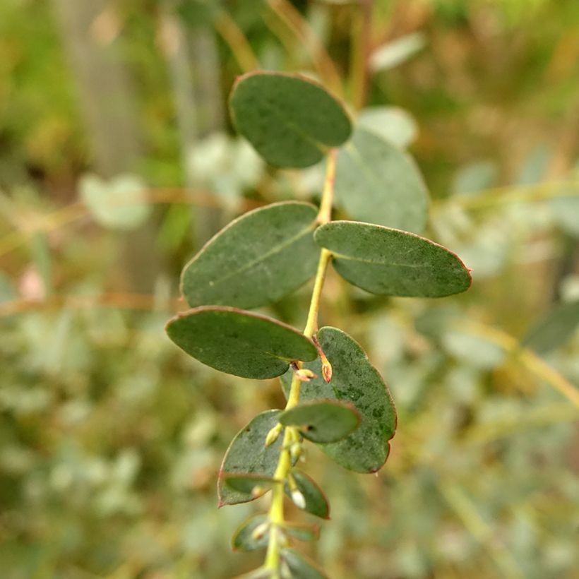 Eucalyptus gunnii Silverana - Mostgummi-Eukalyptus (Foliage)