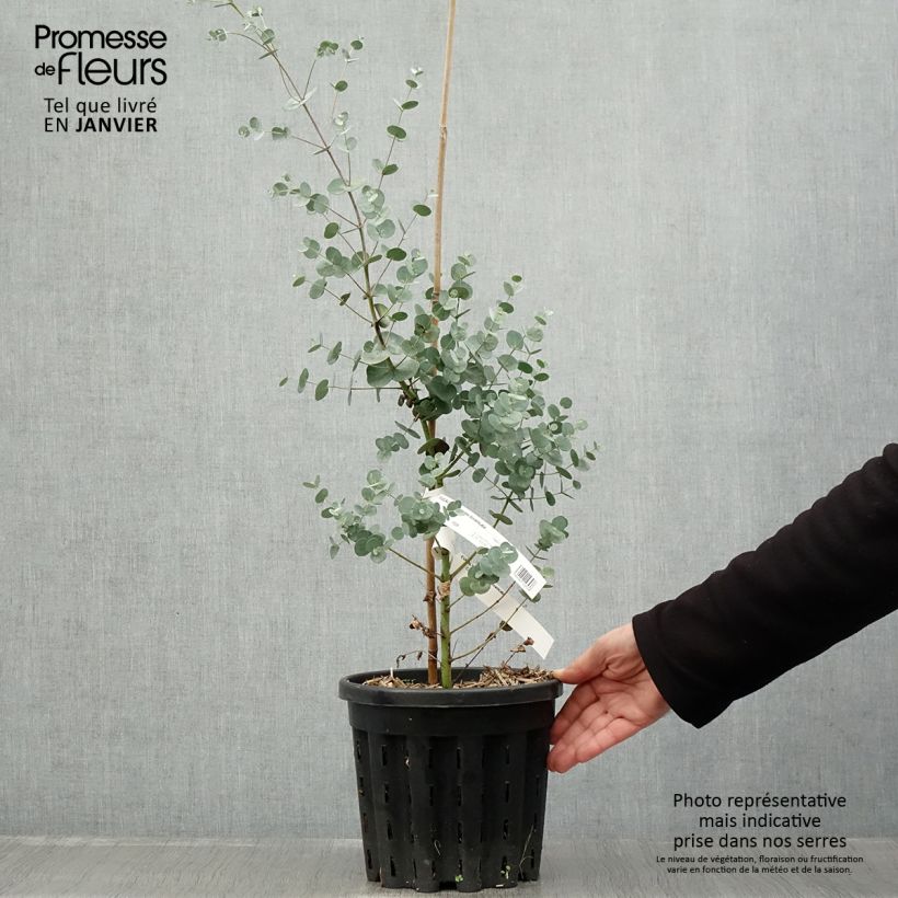 Example of Eucalyptus gunnii subsp divaricata - Mostgummi-Eukalyptus Topf mit 4L/5L as you get in hiver