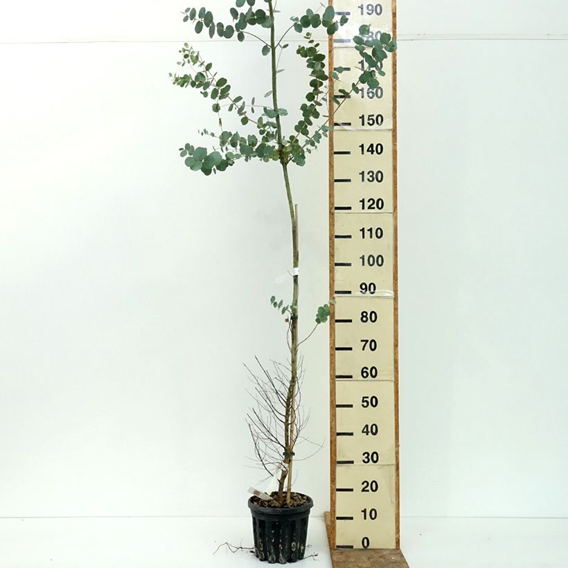 Exemplar von Eucalyptus gunnii subsp divaricata - Mostgummi-Eukalyptus Topf mit 4L/5L wie im Sommer geliefert