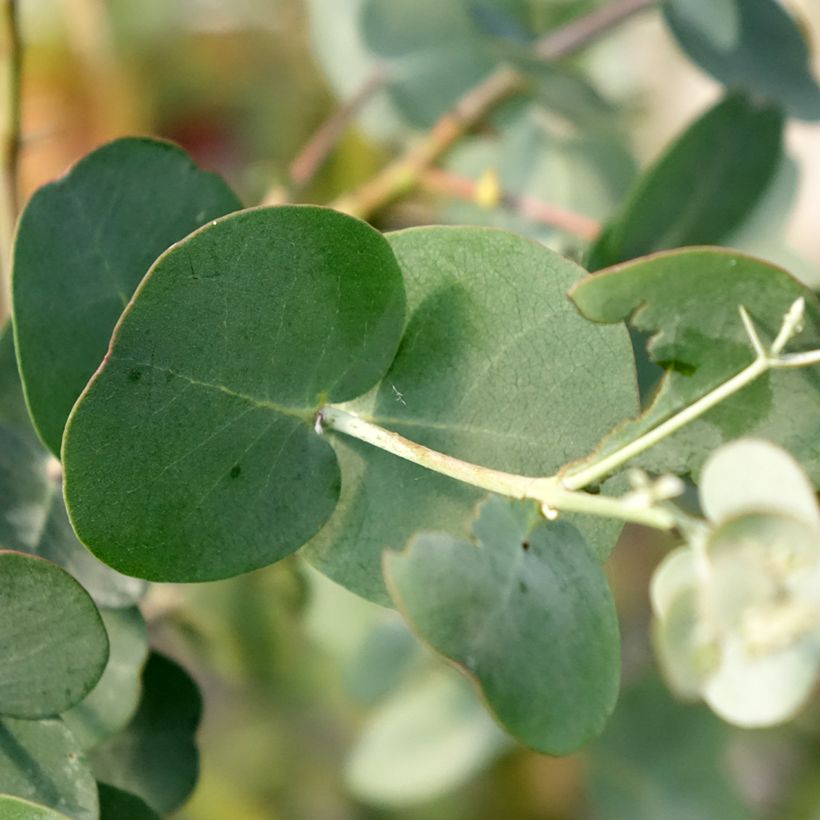 Eucalyptus gunnii subsp divaricata - Mostgummi-Eukalyptus (Foliage)