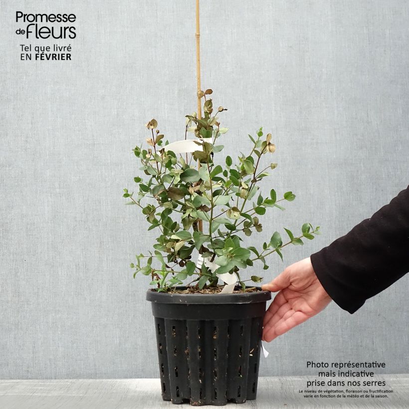 Example of Eucalyptus johnstonii Topf mit 4L/5L as you get in hiver