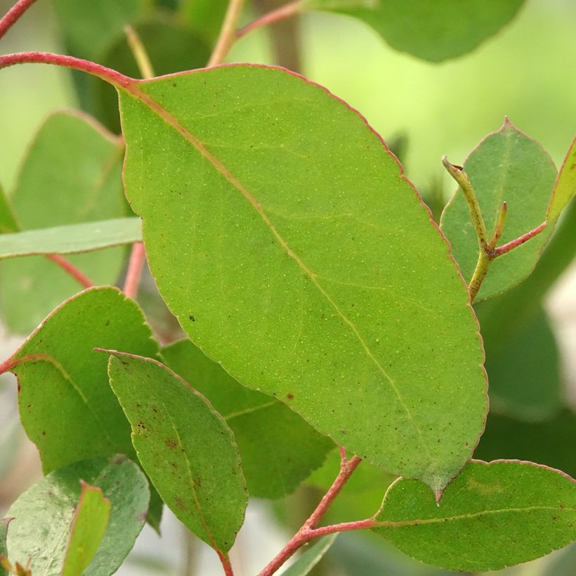 Eucalyptus johnstonii (Laub)