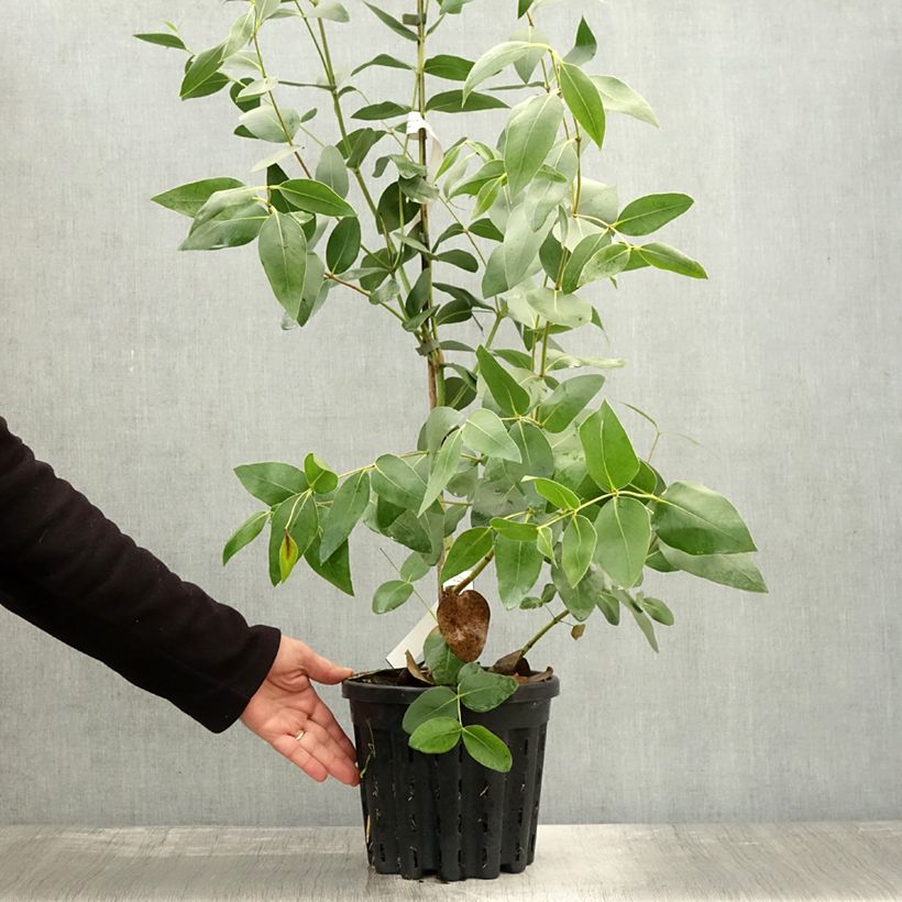 Example of Eucalyptus kitsoniana Topf mit 4L/5L as you get in automne