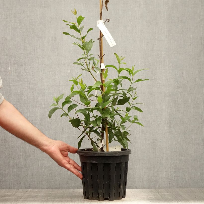 Exemplar von Eucalyptus kitsoniana Topf mit 4L/5L wie im Sommer geliefert
