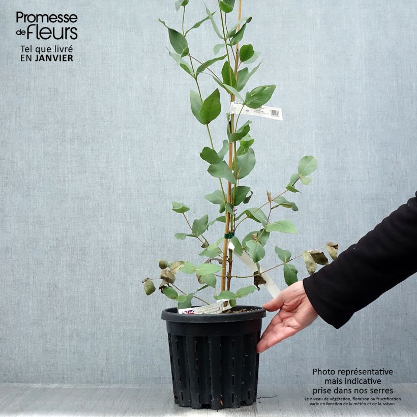 Exemplar von Eucalyptus kitsoniana Topf mit 4L/5L wie im Winter geliefert