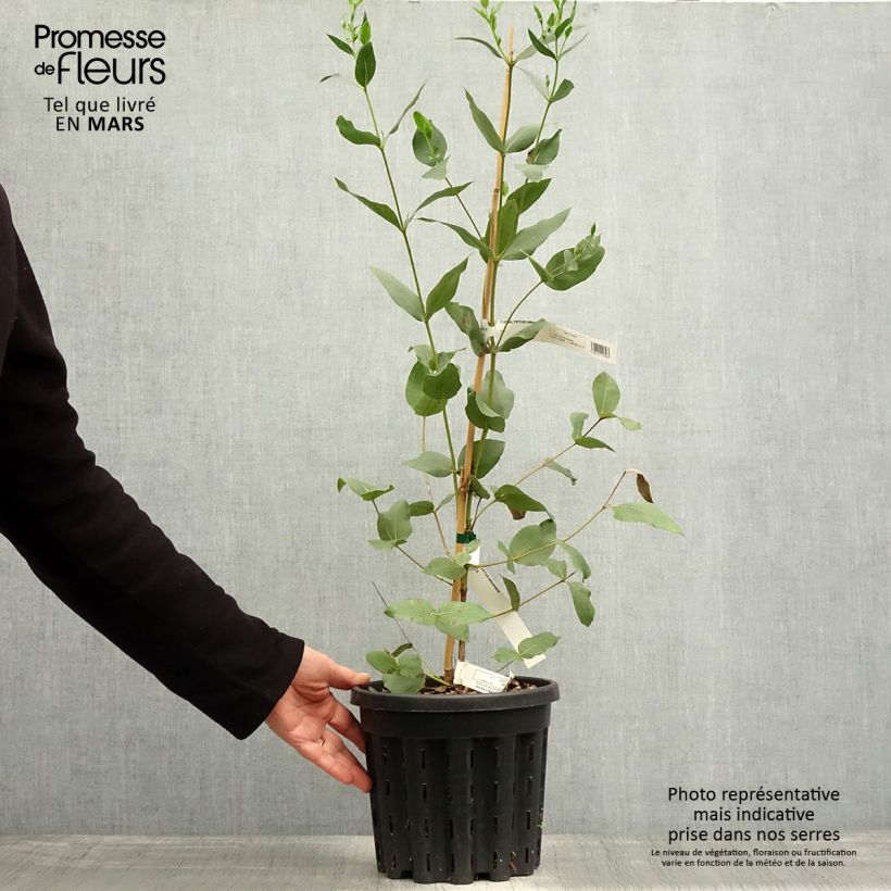 Exemplar von Eucalyptus kitsoniana Topf mit 4L/5L wie im Frühjahr geliefert