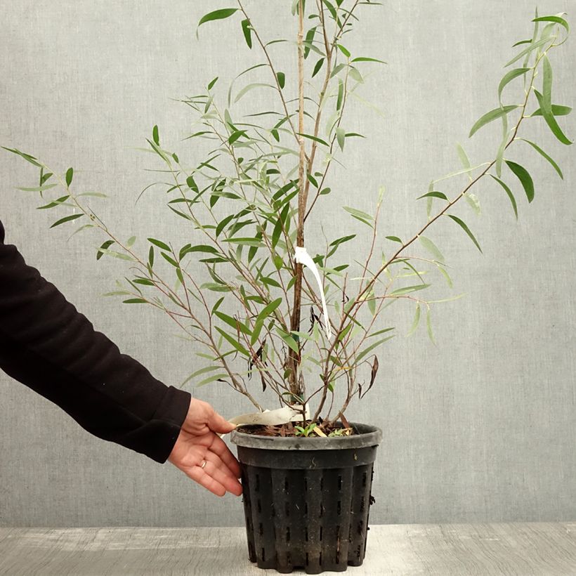 Example of Eucalyptus kybeanensis Topf mit 4L/5L as you get in automne