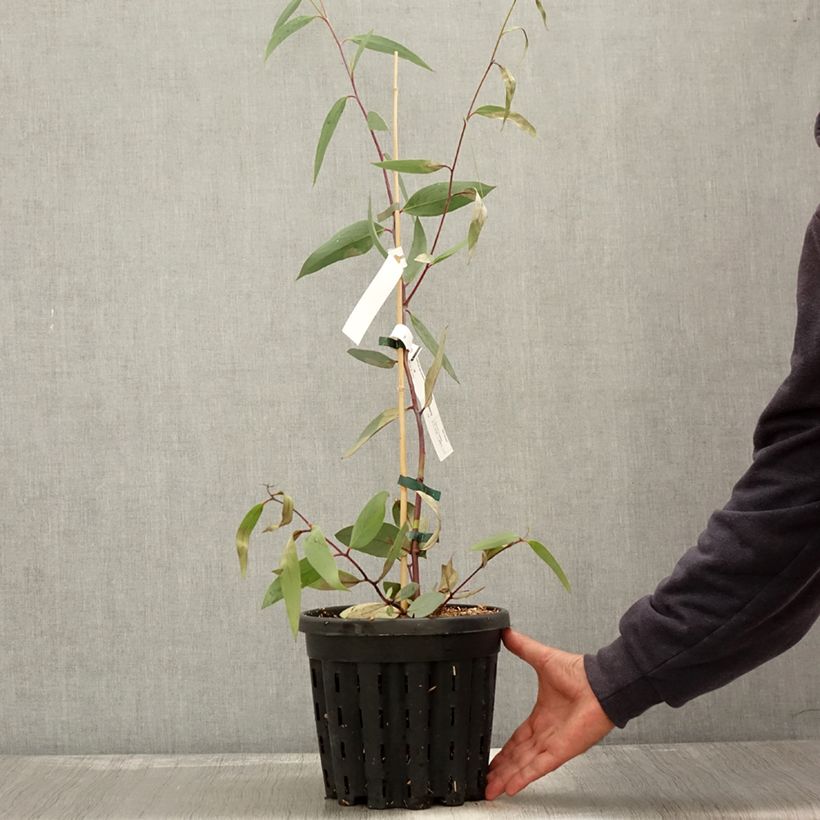 Example of Eucalyptus lacrimans Topf mit 4L/5L as you get in automne