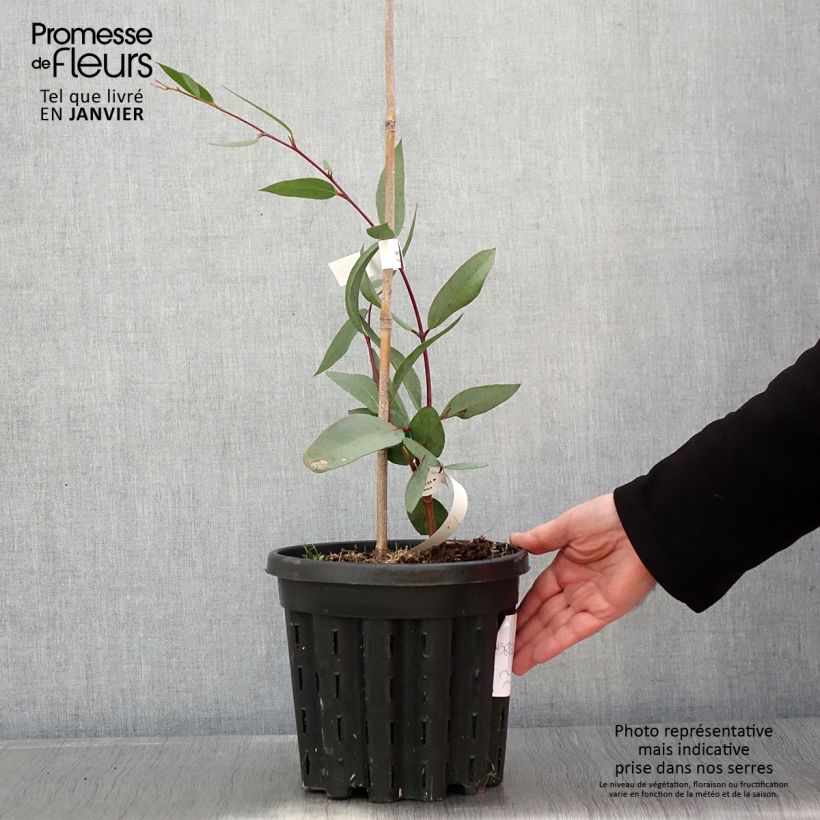 Exemplar von Eucalyptus lacrimans Topf mit 4L/5L wie im Winter geliefert