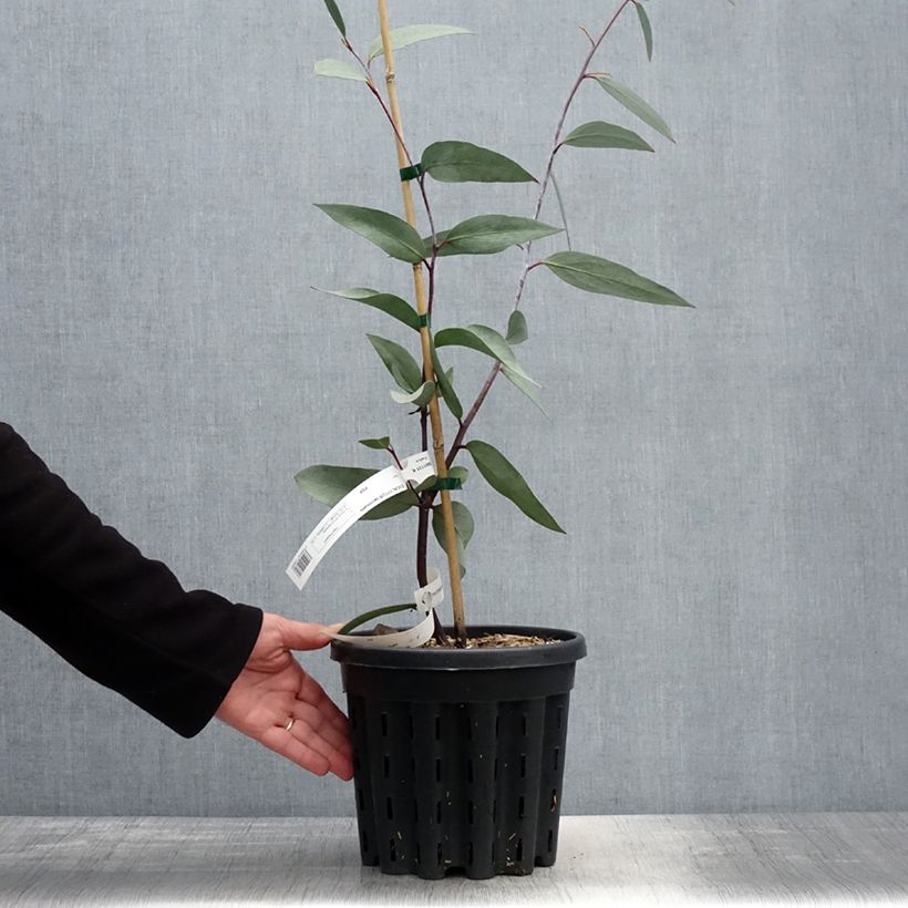 Exemplar von Eucalyptus lacrimans Topf mit 4L/5L wie im Frühjahr geliefert