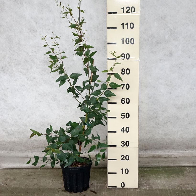 Example of Eucalyptus leucoxylon Rosea Topf mit 4L/5L as you get in automne