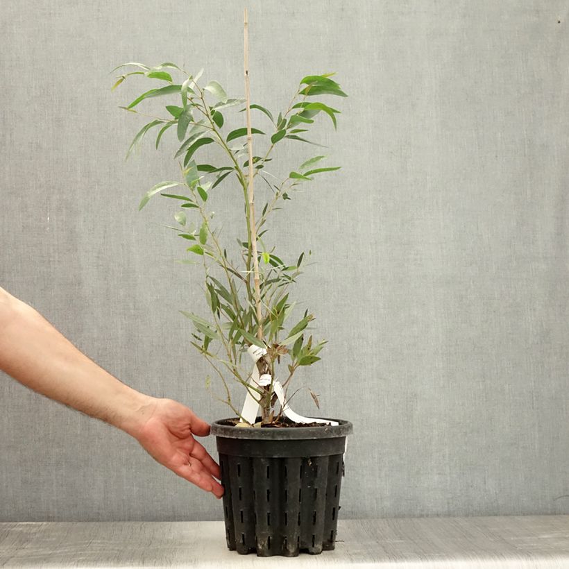 Example of Eucalyptus mitchelliana - Eukalyptus Topf mit 4L/5L as you get in ete